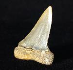 Carcharodon hastalis (AGASSIZ 1838) - Bild © FossNet FossilienStore